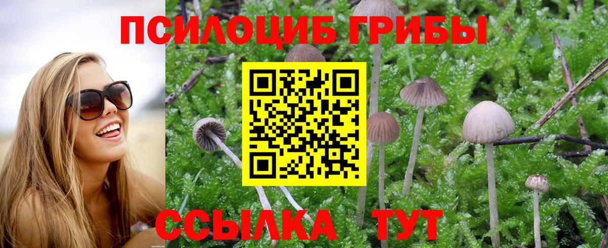 Псилоцибиновые грибы Psilocybe Нижний Тагил